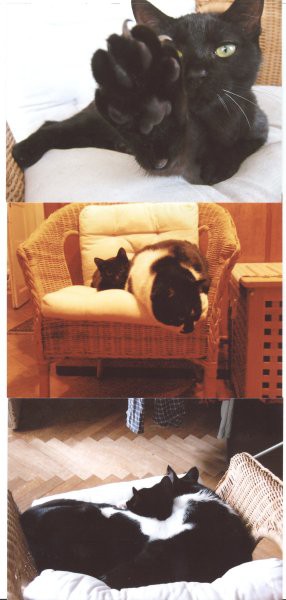 Letališka Lunca v novem domu - foto povečava