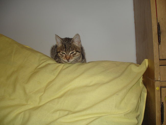 Miško iz Steletove - foto povečava