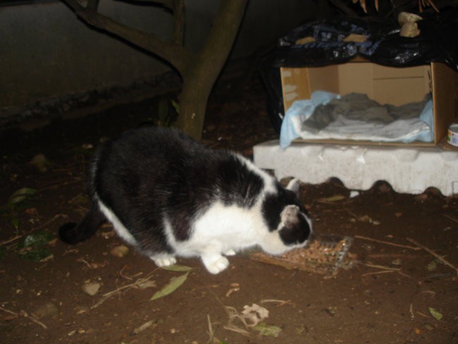 Lejdi - foto povečava