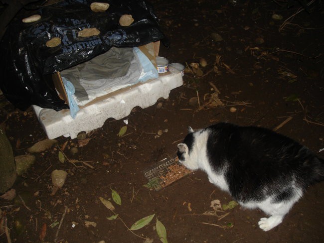 Lejdi 2 - foto povečava