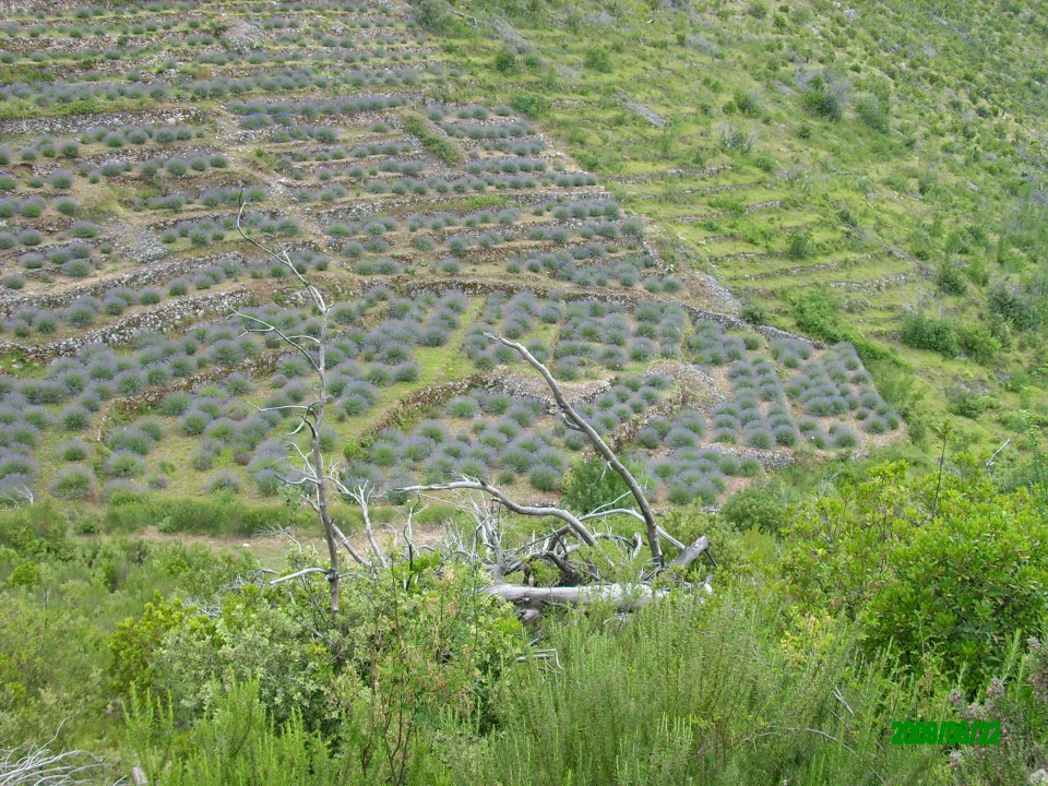 Hvar 2009 - foto povečava