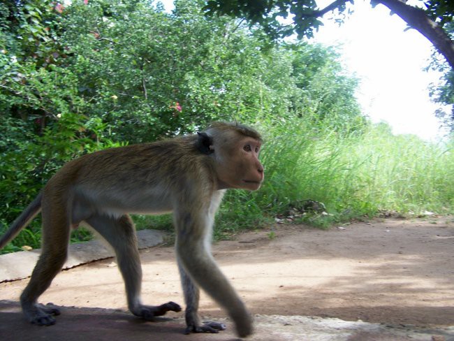 Dopust Šri Lanka - foto povečava