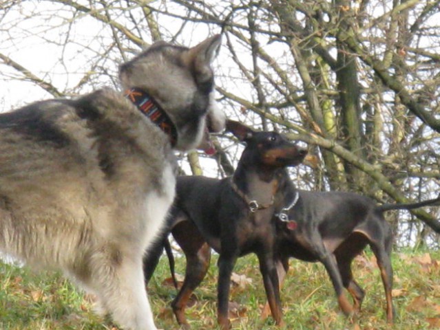 Aska, Tara, Panaja in Mal - 25.11.2007 - foto