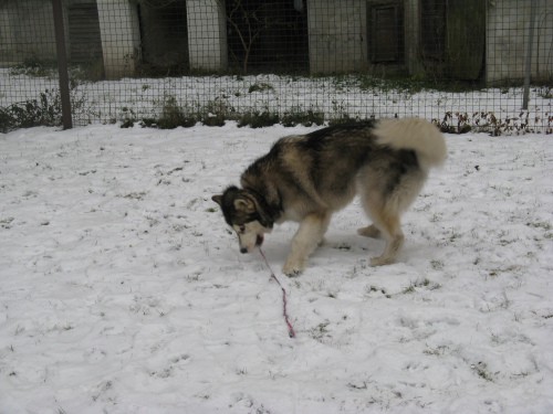 Januar 2008 - foto