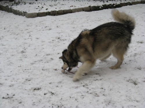 Januar 2008 - foto