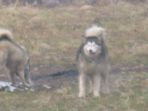 Januar 2008 - foto povečava