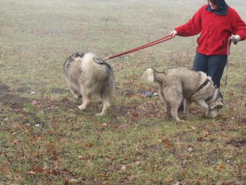 Januar 2008 - foto povečava