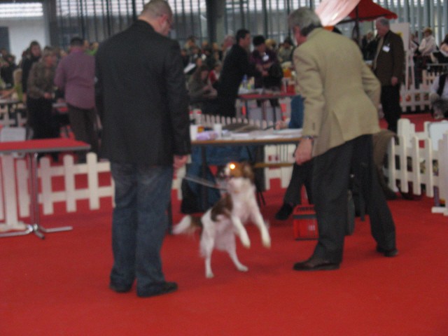 CACIB Tromostovje 2008 - foto