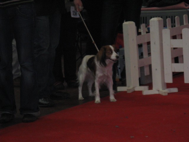 CACIB Tromostovje 2008 - foto