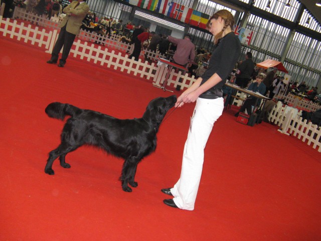 CACIB Tromostovje 2008 - foto