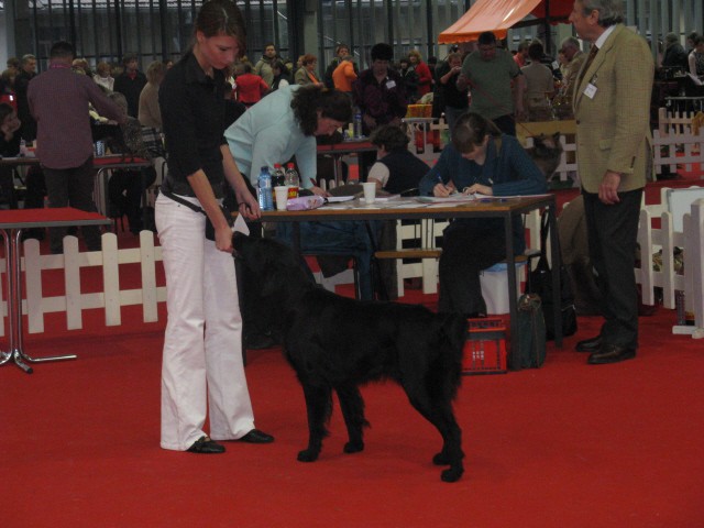 CACIB Tromostovje 2008 - foto