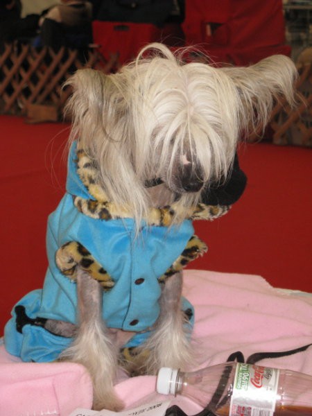 CACIB Tromostovje 2008 - foto