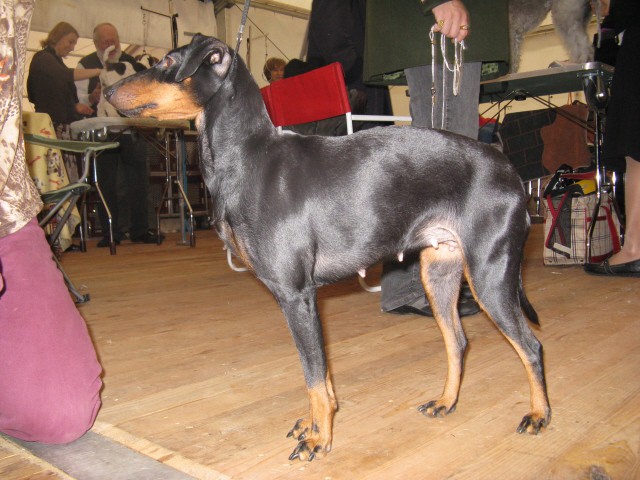CACIB Tromostovje 2008 - foto