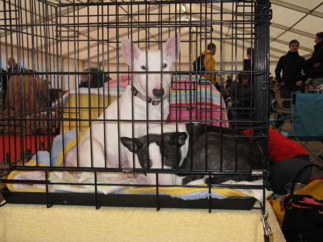 CACIB Tromostovje 2008 - foto