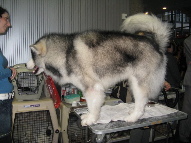 CACIB Tromostovje 2008 - foto