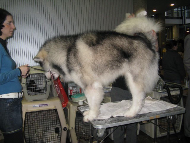CACIB Tromostovje 2008 - foto