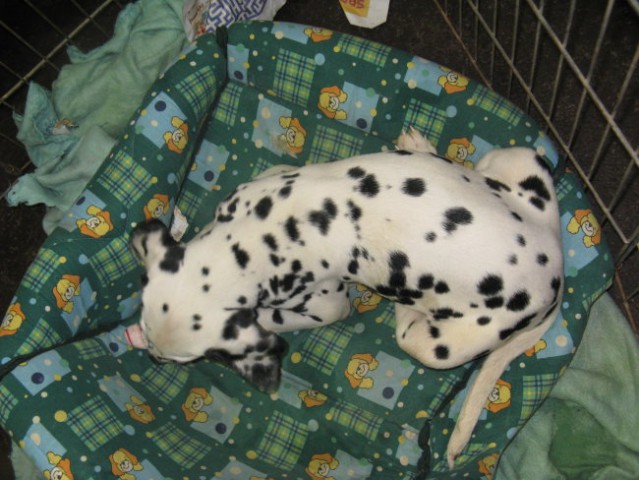 CACIB Tromostovje 2008 - foto