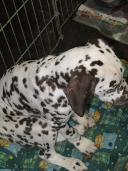 CACIB Tromostovje 2008 - foto