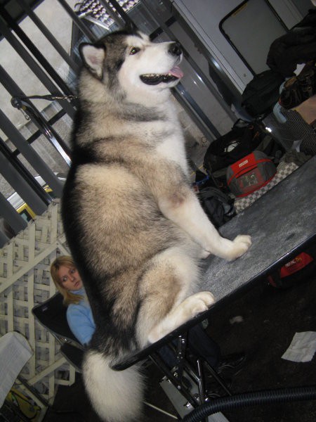 CACIB Tromostovje 2008 - foto