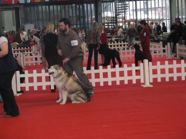 CACIB Tromostovje 2008 - foto povečava