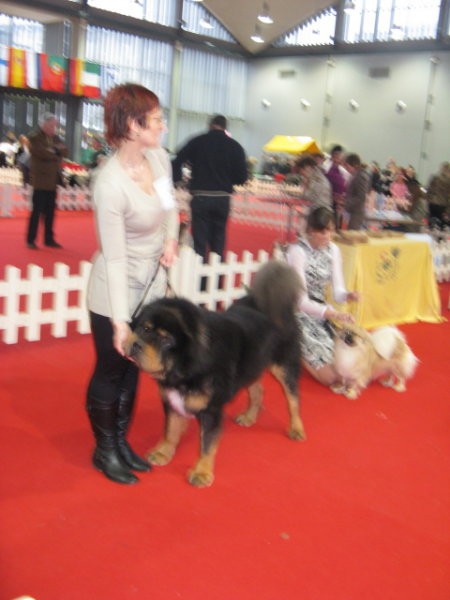 CACIB Tromostovje 2008 - foto