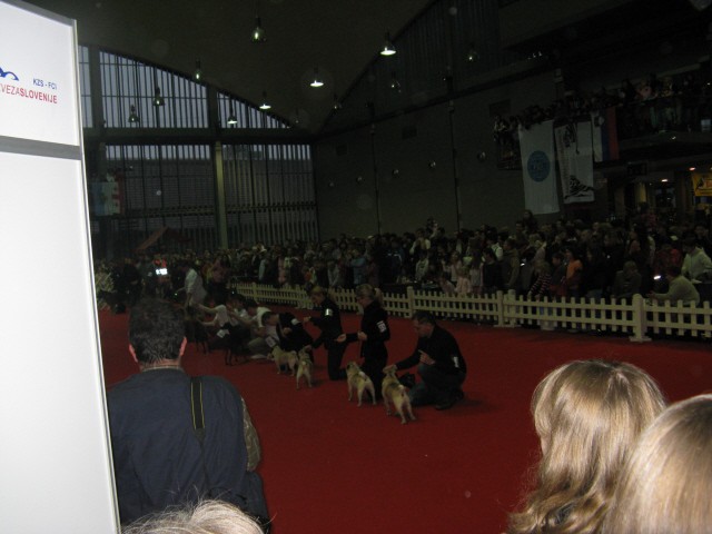 CACIB Tromostovje 2008 - foto