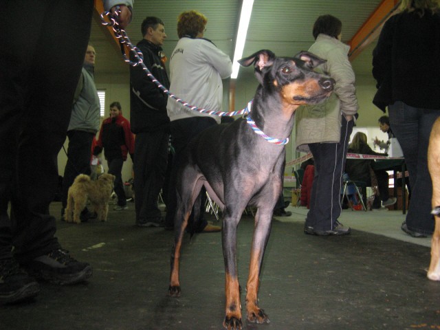 2. Zimski pokal Eukanuba - 19.1.2008 - foto povečava