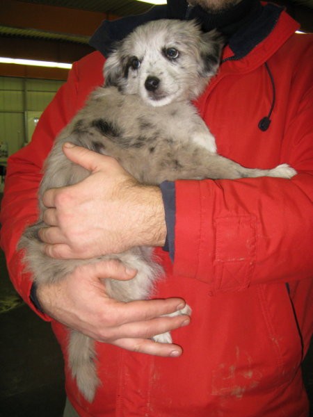 2. Zimski pokal Eukanuba - 19.1.2008 - foto povečava