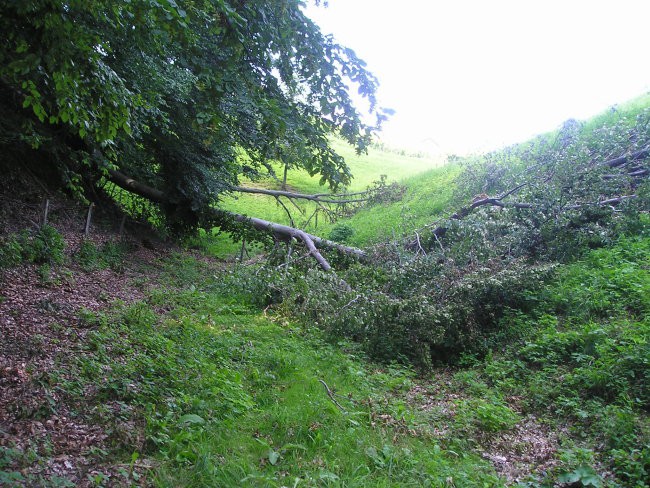 Neurje-poletje 2008 - foto povečava
