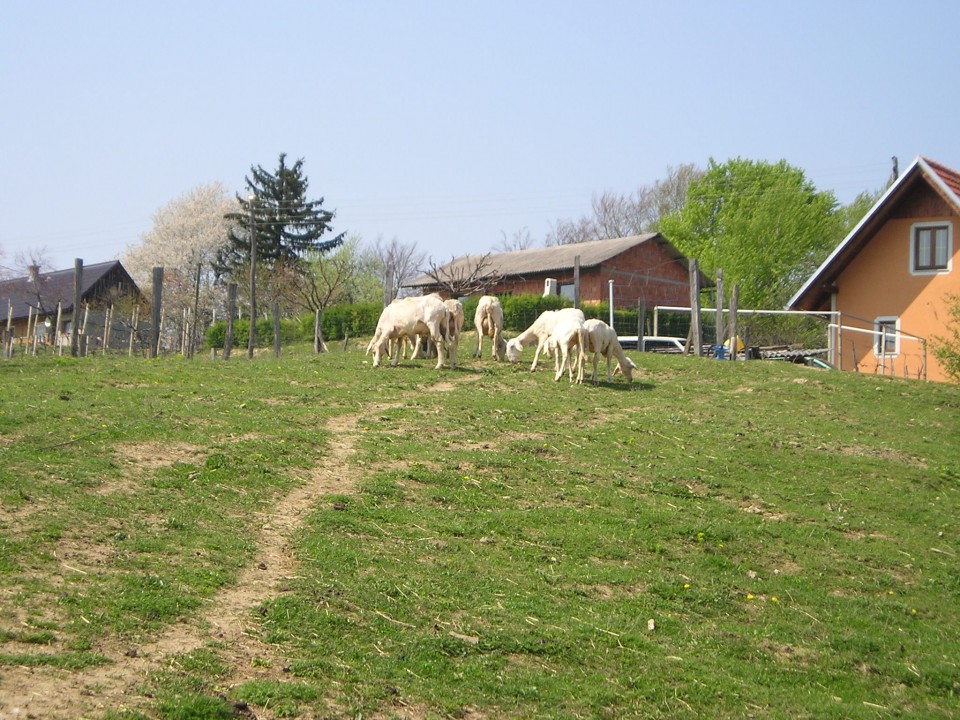 Striženje ovac - foto povečava