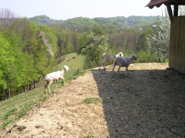 Striženje ovac - foto