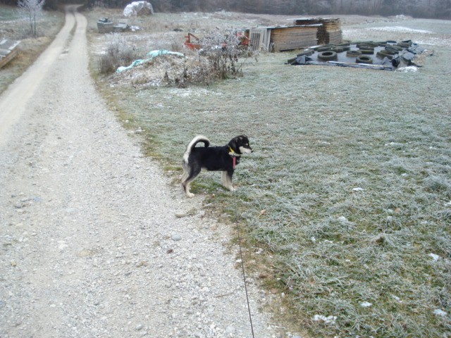 Kira - foto