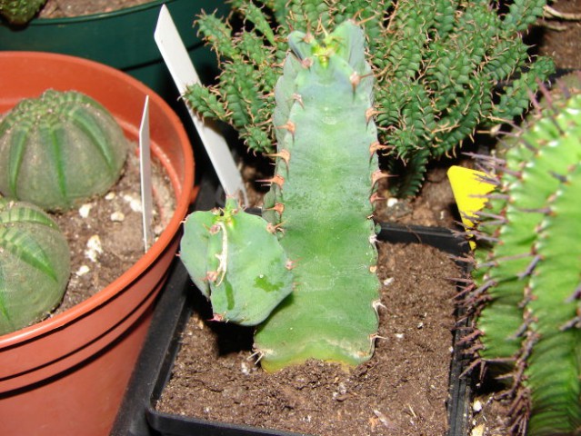 Euphorbia resinifera 