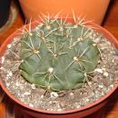 Gymnocalycium baldianum