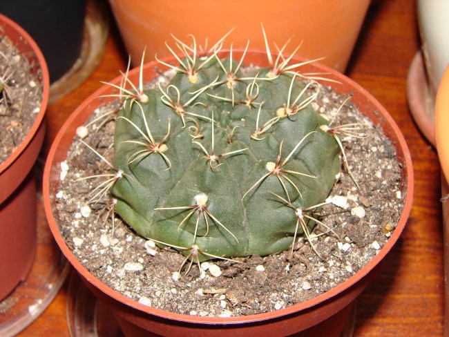 Gymnocalycium baldianum