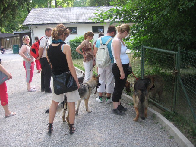 Vsem psom so se tele živali zdele zelo zanimive, čeprav sploh nevem kaj so? :-) Nemška ovč
