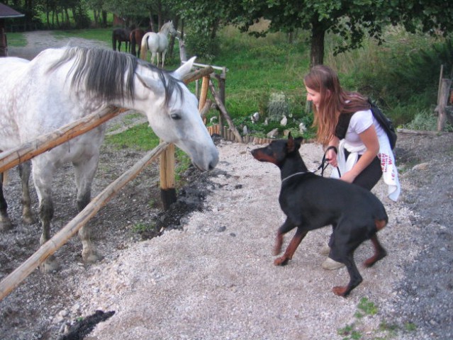 Oba s konjem sva bila radovedna in ko sva se hotela povohati sem se ga zelo zelo prestraši