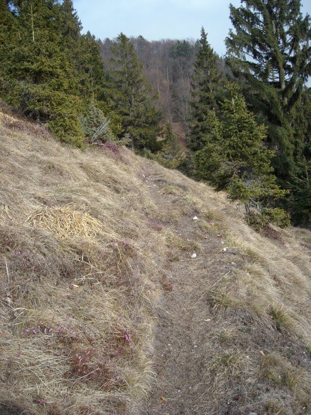 Kriška gora - čez senožeta 29.2.2008 - foto povečava