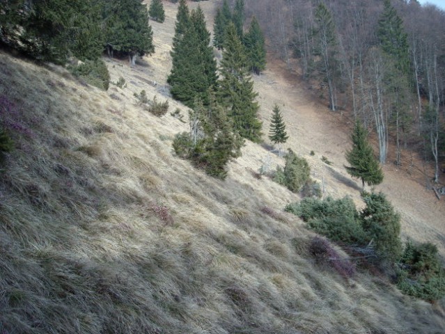 Kriška gora - čez senožeta 29.2.2008 - foto