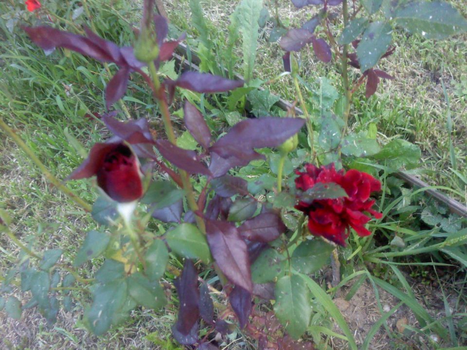Vrtnice - foto povečava