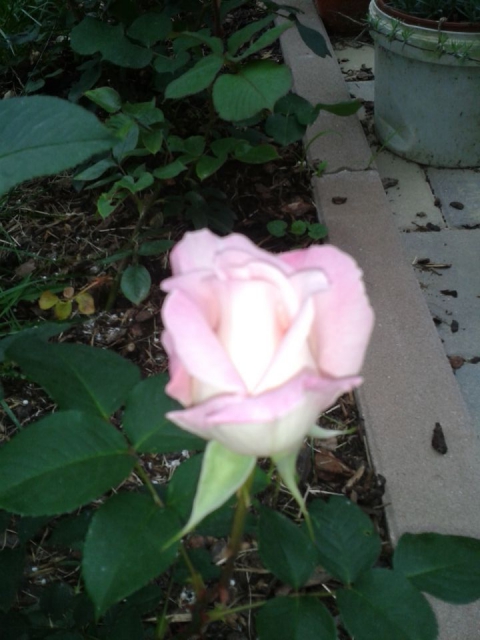Vrtnice - foto