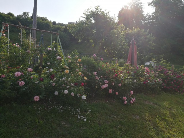 Vrtnice 2018 - foto