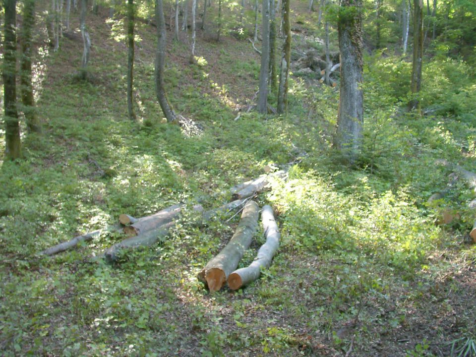 Drva - foto povečava