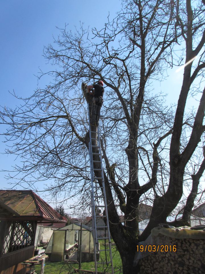 Oreh - foto povečava