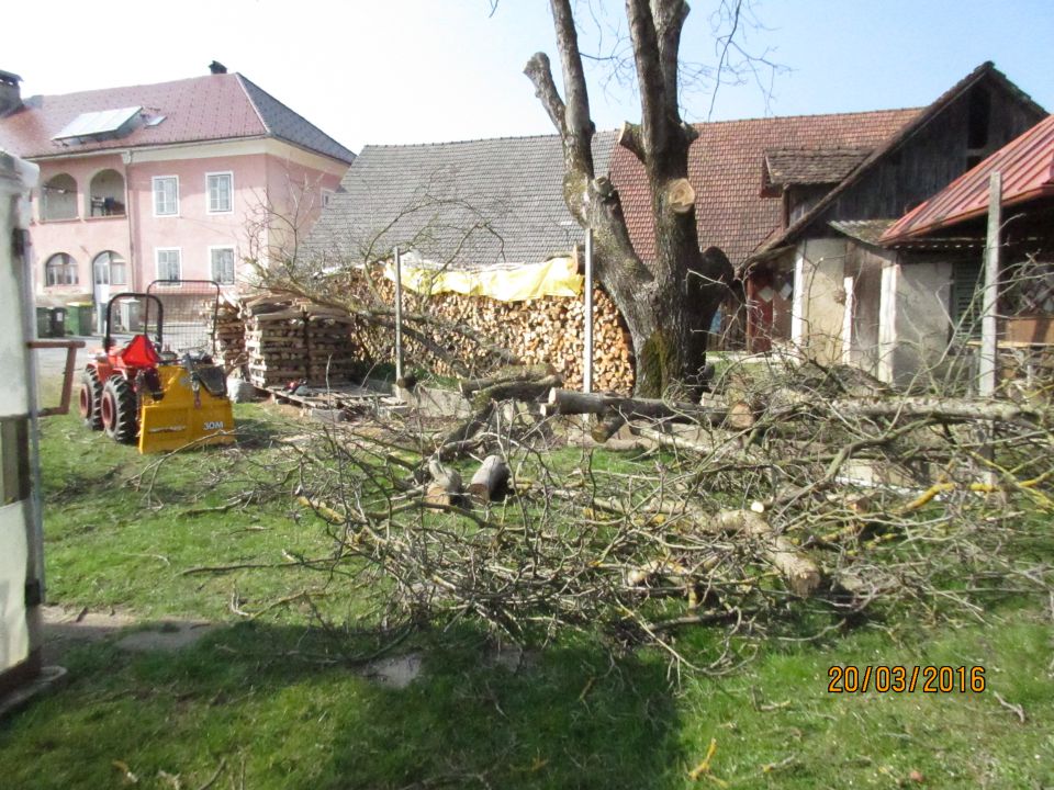 Oreh - foto povečava