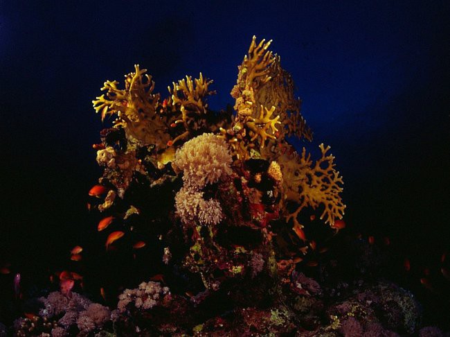 Korale - foto povečava