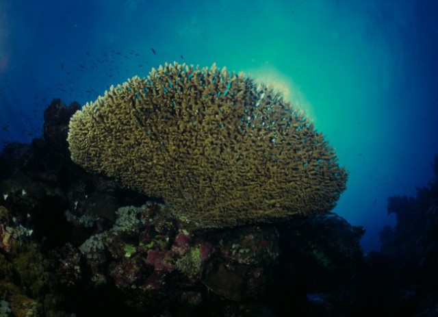 Korale - foto