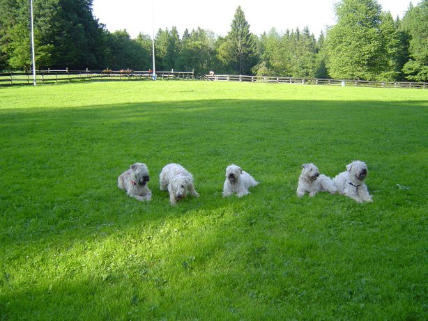 Škofja loka 2008 - foto