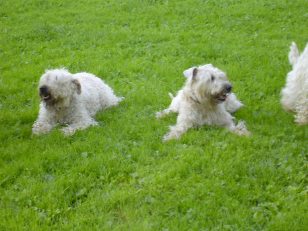 Škofja loka 2008 - foto