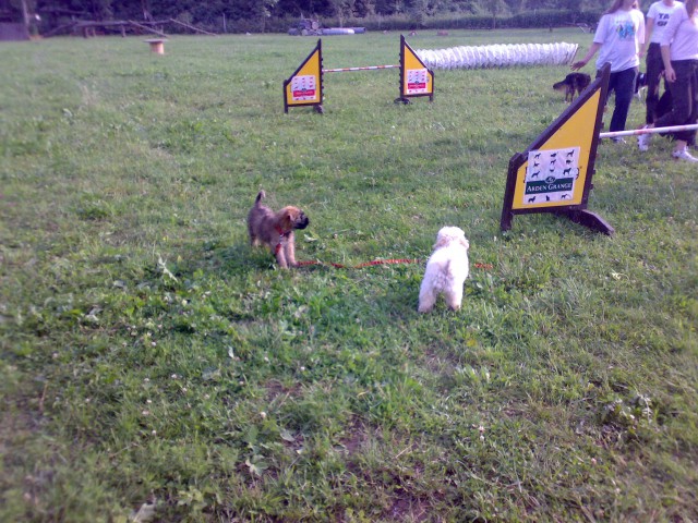 Agility - foto